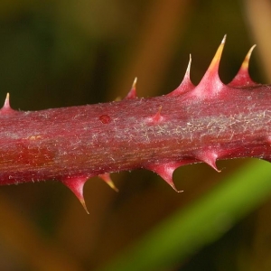 Photographie n°11164 du taxon Rubus L. [1753]
