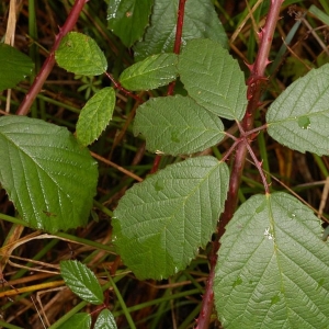 Photographie n°11165 du taxon Rubus L. [1753]