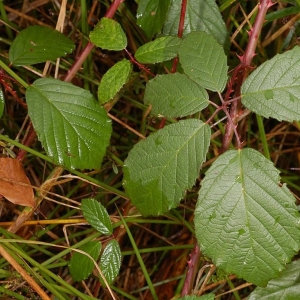 Photographie n°11166 du taxon Rubus L. [1753]