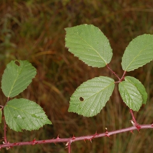 Photographie n°11167 du taxon Rubus L. [1753]