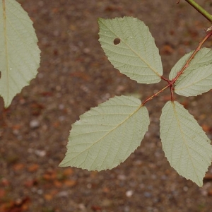 Photographie n°11168 du taxon Rubus L. [1753]