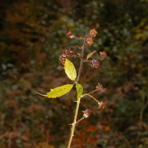 Photographie n°11169 du taxon Rubus L. [1753]