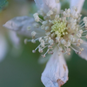 Rubus camptostachys G.Braun