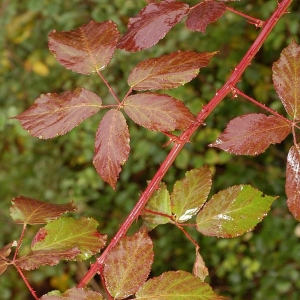 Rubus constrictus P.J.Müll. & Lefèvre