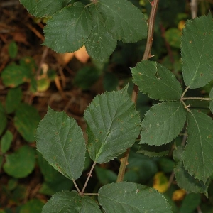 Photographie n°11189 du taxon Rubus devitatus Matzk. [2006]