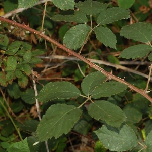 Photographie n°11190 du taxon Rubus devitatus Matzk. [2006]