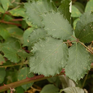 Photographie n°11191 du taxon Rubus devitatus Matzk. [2006]