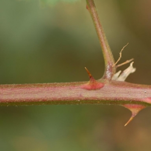 Photographie n°11193 du taxon Rubus devitatus Matzk. [2006]
