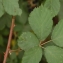 David Mercier - Rubus devitatus Matzk. [2006]