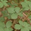  David Mercier - Rubus devitatus Matzk. [2006]
