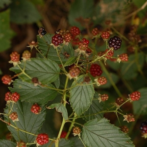  - Rubus divaricatus P.J.Müll. [1858]