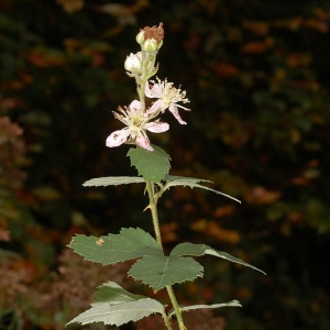 Rubus elatior Focke