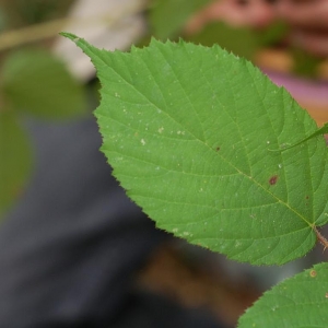 Rubus serpens var. puripulvis (Sudre) Sudre (Ronce)