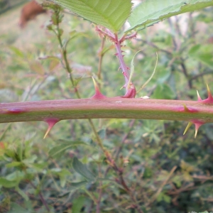 Photographie n°11242 du taxon Rubus geniculatus Kaltenb. [1844]