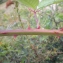  David Mercier - Rubus geniculatus Kaltenb. [1844]