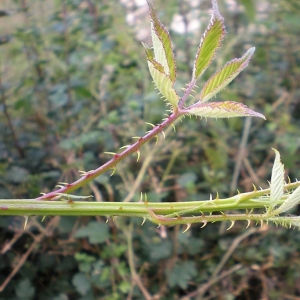 Photographie n°11245 du taxon Rubus geniculatus Kaltenb. [1844]