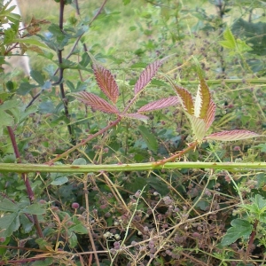 Photographie n°11246 du taxon Rubus geniculatus Kaltenb. [1844]