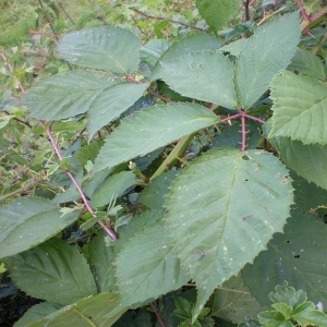 Photographie n°11247 du taxon Rubus geniculatus Kaltenb. [1844]
