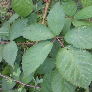 Photographie n°11248 du taxon Rubus geniculatus Kaltenb. [1844]