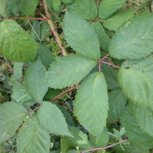 Photographie n°11249 du taxon Rubus geniculatus Kaltenb. [1844]