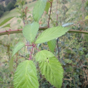 Photographie n°11250 du taxon Rubus geniculatus Kaltenb. [1844]