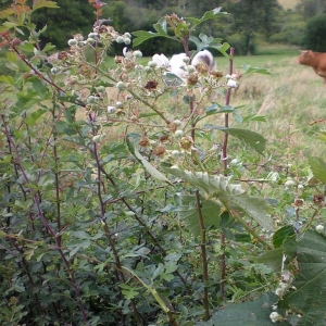 Photographie n°11256 du taxon Rubus geniculatus Kaltenb. [1844]