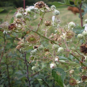 Photographie n°11257 du taxon Rubus geniculatus Kaltenb. [1844]