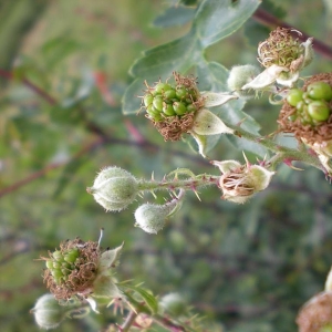 Photographie n°11258 du taxon Rubus geniculatus Kaltenb. [1844]