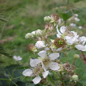 Photographie n°11259 du taxon Rubus geniculatus Kaltenb. [1844]