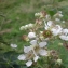  David Mercier - Rubus geniculatus Kaltenb. [1844]