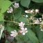  David Mercier - Rubus geniculatus Kaltenb. [1844]