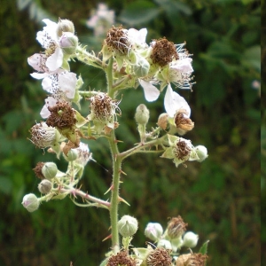  - Rubus geniculatus Kaltenb. [1844]