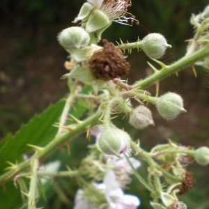  - Rubus geniculatus Kaltenb. [1844]