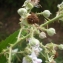  David Mercier - Rubus geniculatus Kaltenb. [1844]