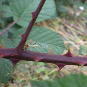 Photographie n°11266 du taxon Rubus nemophilus Ripart ex Genev. [1869]