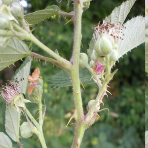 Photographie n°11290 du taxon Rubus nemophilus Ripart ex Genev. [1869]