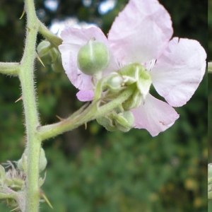 Photographie n°11291 du taxon Rubus nemophilus Ripart ex Genev. [1869]