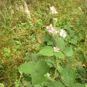  - Rubus nemophilus Ripart ex Genev. [1869]