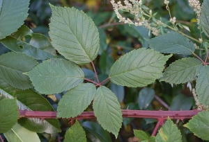 David Mercier, le 24 août 2009 (Allemagne)