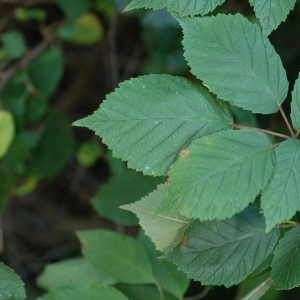 Photographie n°11309 du taxon Rubus grabowskii Weihe ex Günther, Schummel, Wimm. & Grab. [1827]