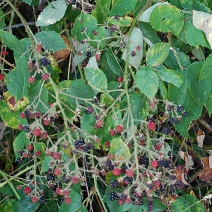 Photographie n°11310 du taxon Rubus grabowskii Weihe ex Günther, Schummel, Wimm. & Grab. [1827]