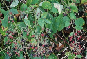 David Mercier, le 24 août 2009 (Allemagne)