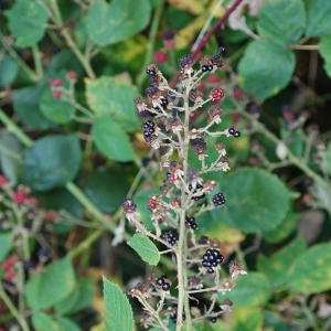  - Rubus grabowskii Weihe ex Günther, Schummel, Wimm. & Grab. [1827]