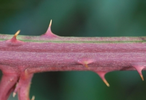 David Mercier, le 24 août 2009 (Allemagne)