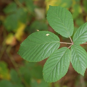 Rubus gracilis J.Presl & C.Presl (Ronce grêle)
