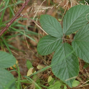 Photographie n°11320 du taxon Rubus gracilis J.Presl & C.Presl [1822]