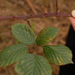  - Rubus gracilis J.Presl & C.Presl [1822]