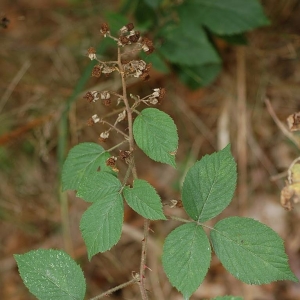  - Rubus gracilis J.Presl & C.Presl [1822]