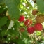  David Mercier - Rubus idaeus subsp. idaeus 