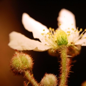 Rubus incanescens (DC.) Bertol. (Ronce)